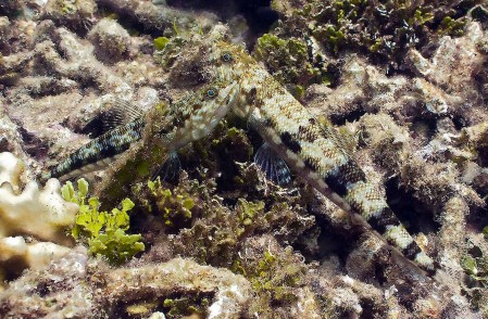 Reef Lizardfish - (Synodus variegatus)