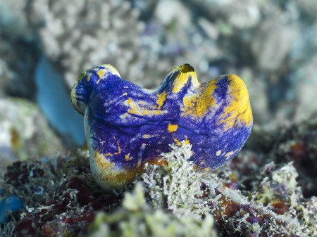 Sea Squirt (Polycarpa aurata)