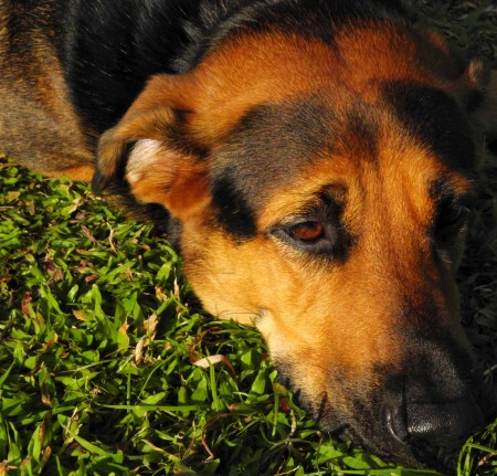 Sheba
