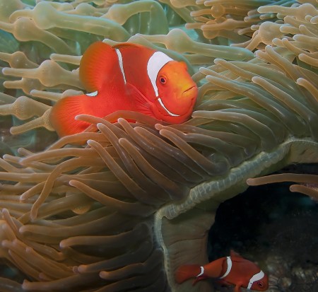 Spinecheek Anemonefish (Premnas biaculeatus)