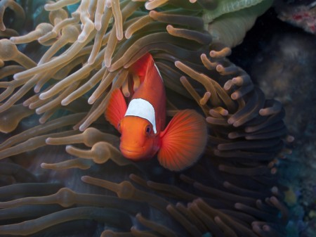 Spinecheek Anemonefish (Premnas biaculeatus)
