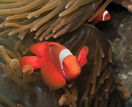 Spinecheek Anemonefish (Premnas biaculeatus) at Planet Rock