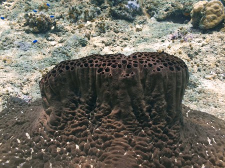 Sponge