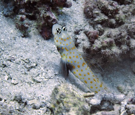 Spotted Shrimpgoby (Amblyeleotris guttata)
