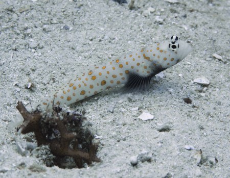 Spotted Shrimpgoby (Amblyeleotris guttata) - Available Light