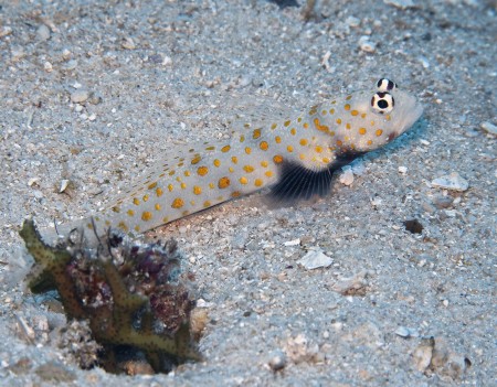 Spotted Shrimpgoby (Amblyeleotris guttata) - Flash