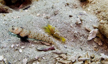 Spotted Shrimpgoby (Amblyeleotris guttata) and commensal shrimp Alpheus ochrostriatus