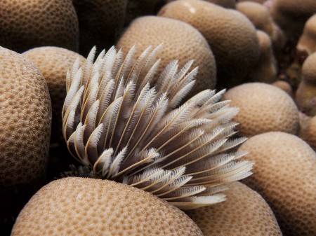 Tube Worm (Sabellastarte sanctijosephi)