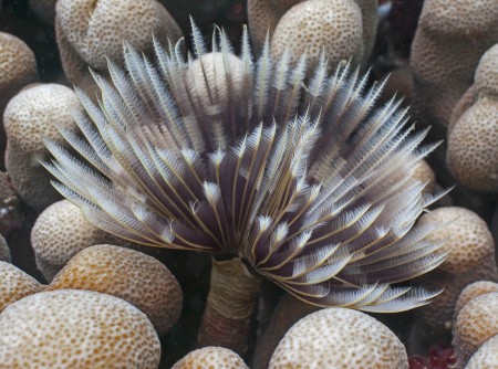 Tube Worm (Sabellastarte sanctijosephi)