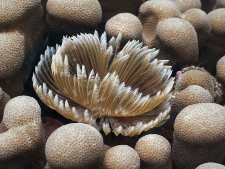 Tube Worm (Sabellastarte sanctijosephi)