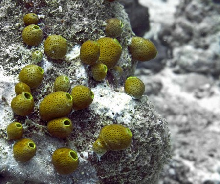 Sea Squirt (Atriolum robustum)