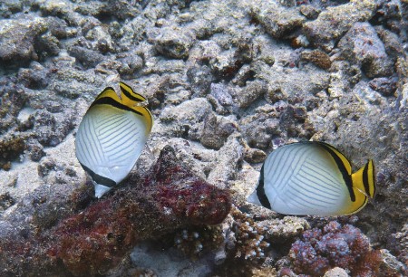 Vagabond Butterflyfish (Chaetodon vagabundus)