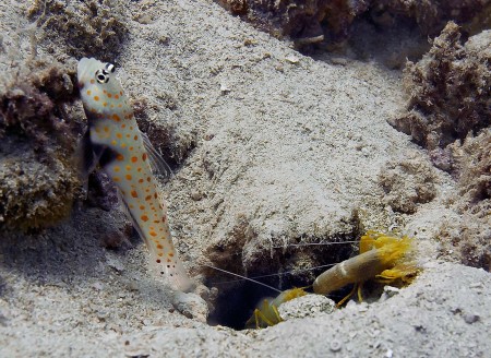 Spotted Shrimpgoby (Amblyeleotris guttata) with shrimps Alpheus ochrostriatus
