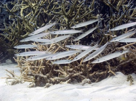 Barracuda [juvenile] species unknown
