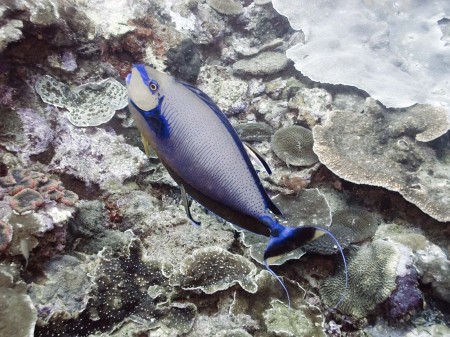 Bignose Unicornfish (Naso vlamingii)