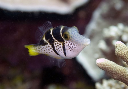 Black Saddled Toby (Canthigaster valentini)