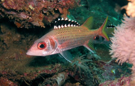 Blackfin Squirrelfish (Neoniphon opercularis)