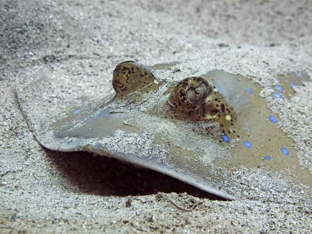 Blue-Spotted Stingray (Dasyatis kuhlii)