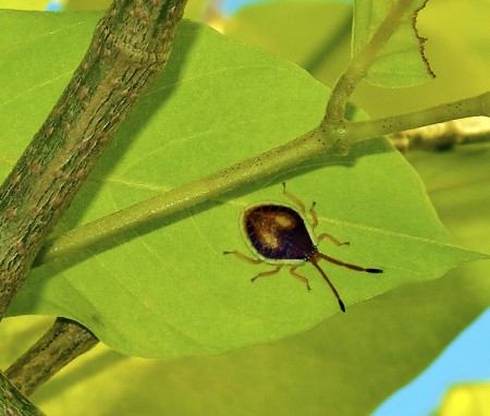 Some kind of little bug in my bush