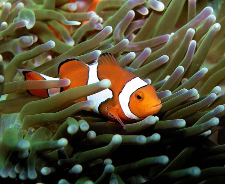 Clown Anemonefish (Amphiprion percula)