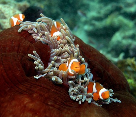 Clown Anemonefish (Amphiprion percula)