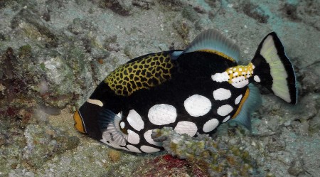 Clown Triggerfish (Balistoides conspicillum)