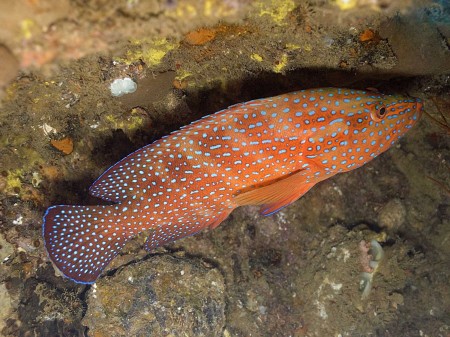 Coral Grouper (Cephalopholis miniata)