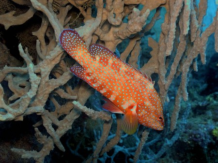 Coral Grouper (Cephalopholis miniata)