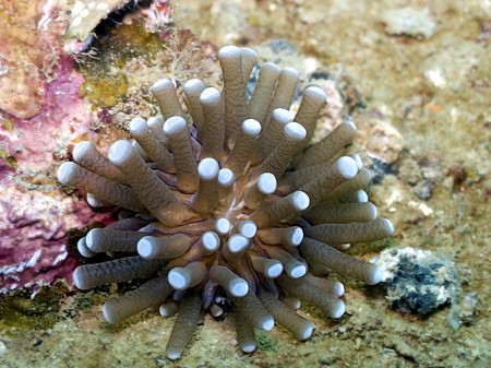 Coral - Heliofungia actiniformis ?