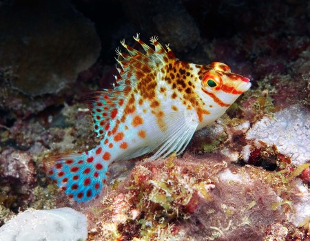 Dwarf Hawkfish (Cirrhitichthys falco)