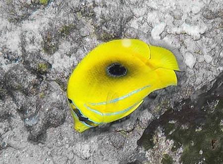 Eclipse Butterflyfish (Chaetodon bennetti)