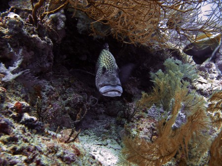Have a fish!