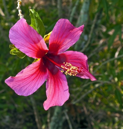 Hibiscus