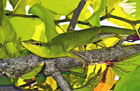 Green Lizard hiding in my bushes