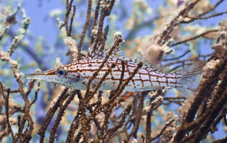 Longnose Hawkfish (Oxycirrhites typus) [available light]