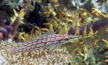 Longnose Hawkfish (Oxycirrhites typus) [available light]