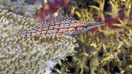 Longnose Hawkfish (Oxycirrhites typus) [flash] - Jan Messersmith
