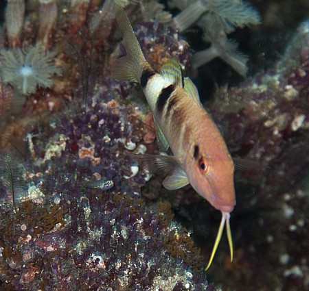 Manybar Goatfish (Parupeneus multifasciatus)