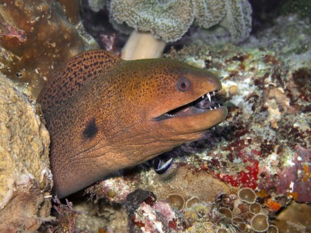 Moray Eel (Gymnothorax javanicus)