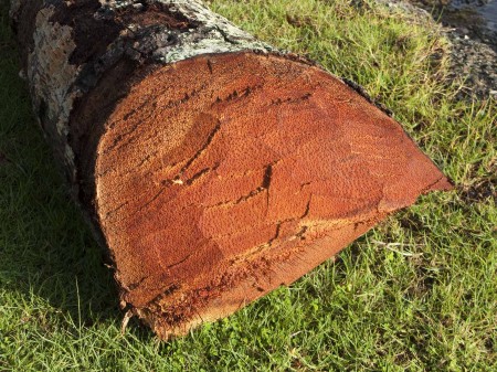 Mystery image - It's a coconuty tree