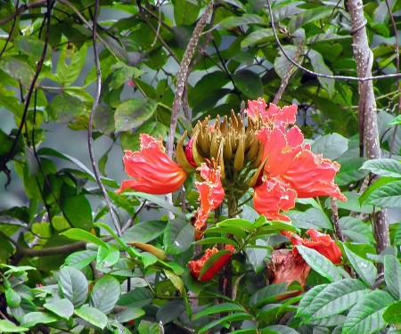 Blossoms on African Tulip tree at Nob Nob Mountain