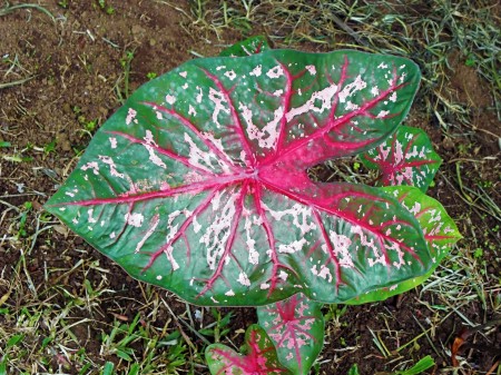 Colourful leaf at Nob Nog Mountain