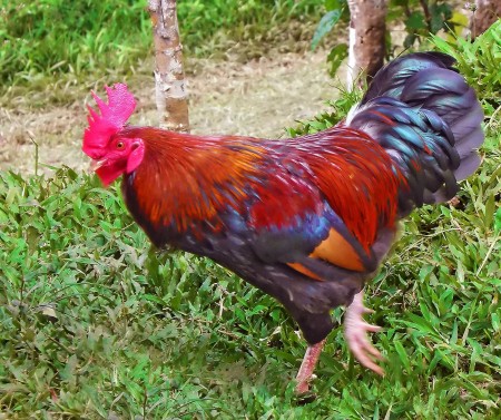 A colourful rooster at Nob Nob Mountain