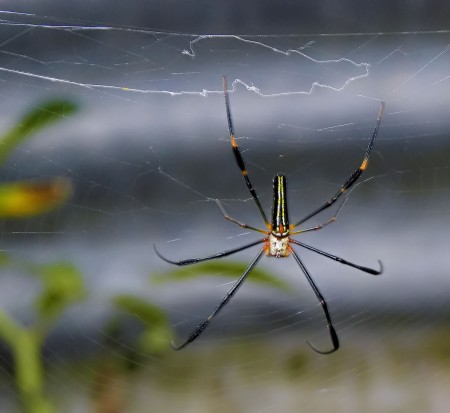 Spider at Nob Nob Mountain