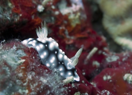 Nudibranch - Chromodoris geometrica