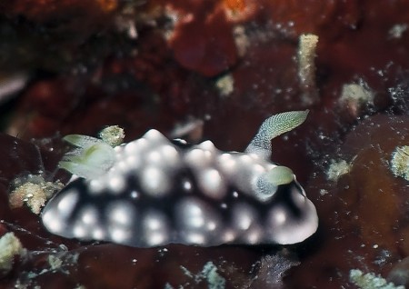 Nudibranch - Chromodoris geometrica