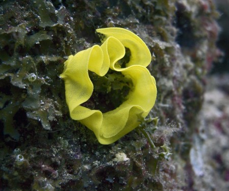 Nudibranch eggs