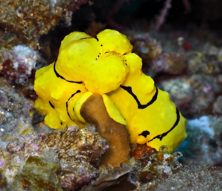 Nudibranch (Notodoris minor)