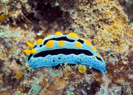 Nudibranch (Phyllidia coelestis)