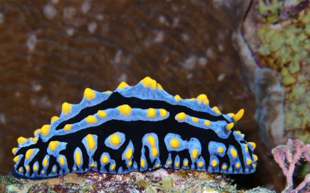 Nudibranch - Phyllidiella pustulosa (flash lit)